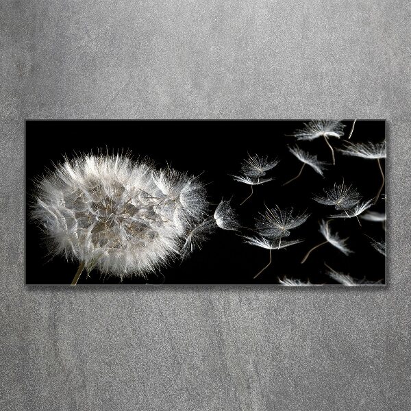 Obraz zdjęcie na ścianę akryl Dmuchawiec