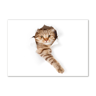 Foto obraz na scianę akrylowy Kot