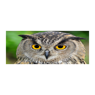 Schilderij op acrylglas Uil