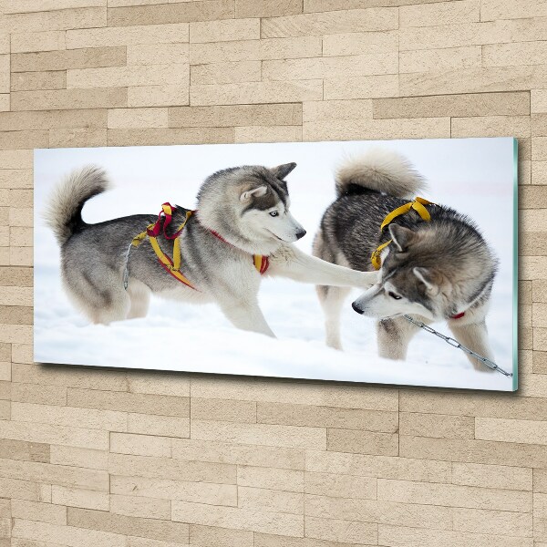 Plexiglas schilderij Huskies in de winter