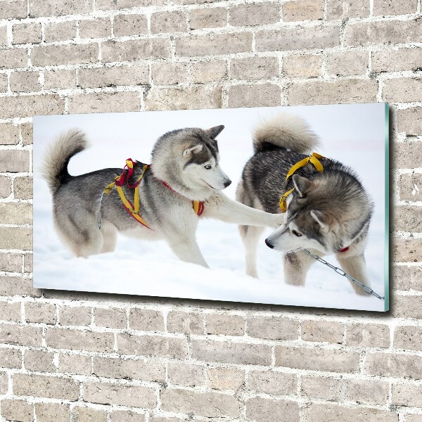 Plexiglas schilderij Huskies in de winter