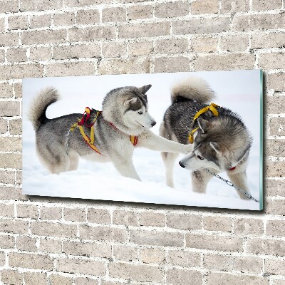 Plexiglas schilderij Huskies in de winter