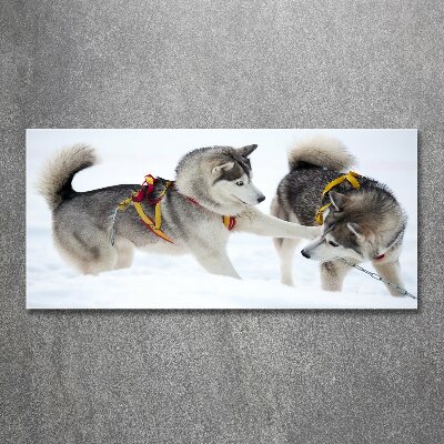 Plexiglas schilderij Huskies in de winter