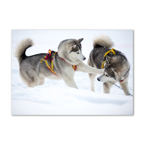 Plexiglas schilderij Huskies in de winter