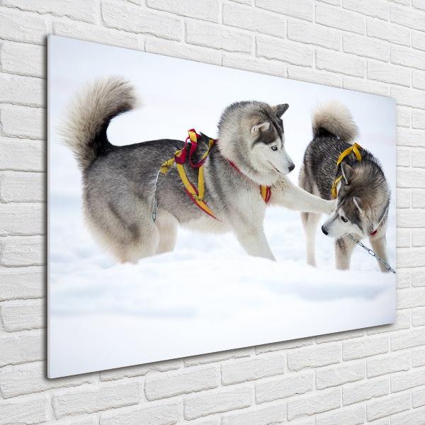 Plexiglas schilderij Huskies in de winter