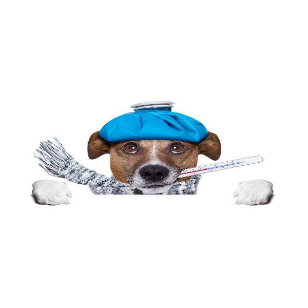 Foto op plexiglas Zieke hond