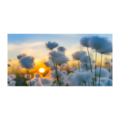 Obraz zdjęcie na ścianę akryl Wełnianka