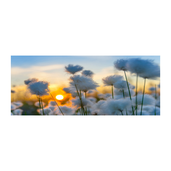 Obraz zdjęcie na ścianę akryl Wełnianka