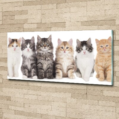 Foto plexiglas Zes katten