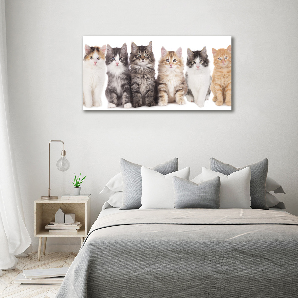 Foto plexiglas Zes katten