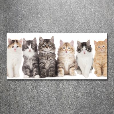 Foto plexiglas Zes katten