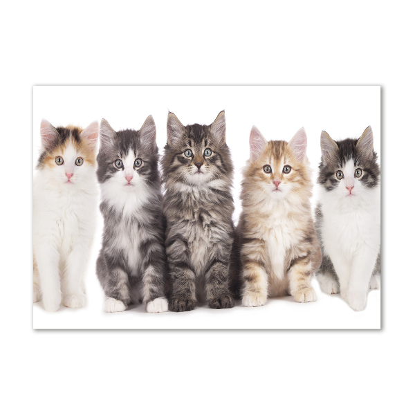 Foto plexiglas Zes katten