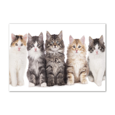Foto plexiglas Zes katten