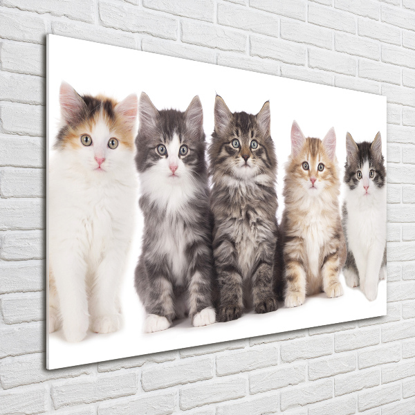 Foto plexiglas Zes katten
