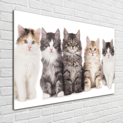 Foto plexiglas Zes katten