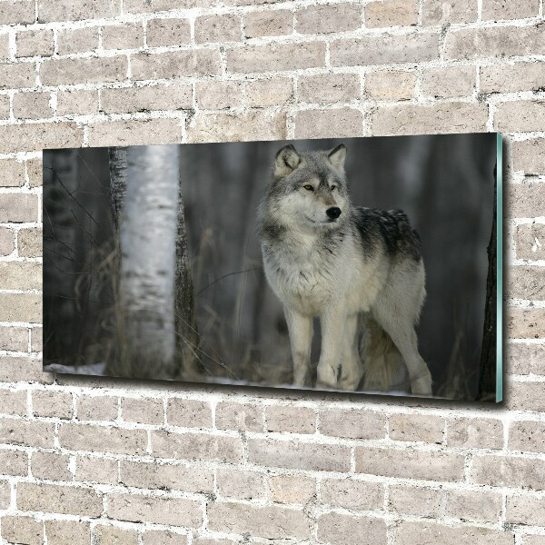 Foto in plexiglas Grijze wolf
