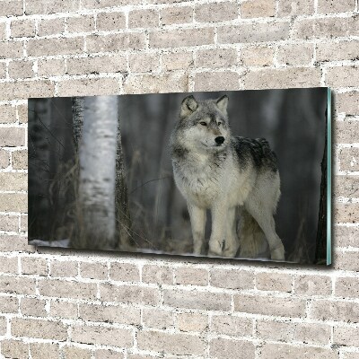 Foto in plexiglas Grijze wolf