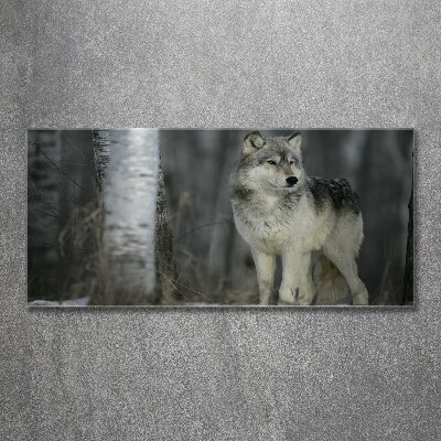 Foto in plexiglas Grijze wolf