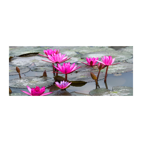 Obraz zdjęcie szkło akryl Kwiat lotosu