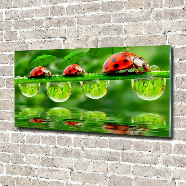 Foto op plexiglas paraplu's met lieveheersbeestjesmotief