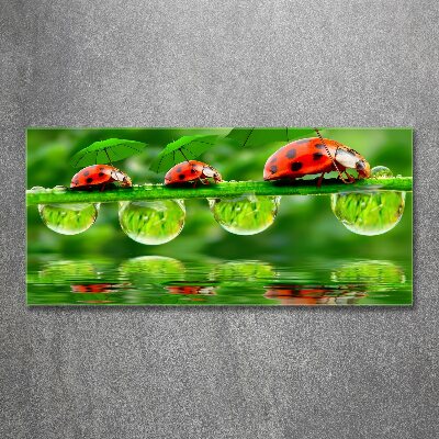 Foto op plexiglas paraplu's met lieveheersbeestjesmotief