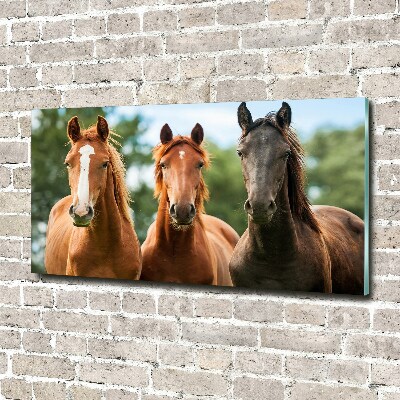 Plexiglas foto Drie paarden