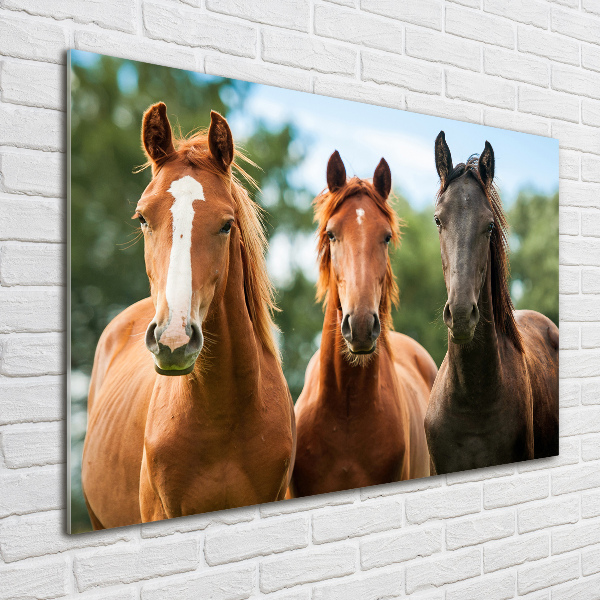 Plexiglas foto Drie paarden