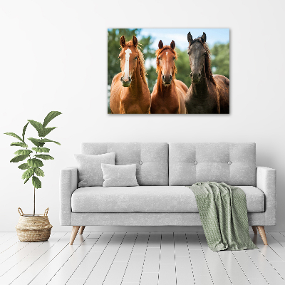 Plexiglas foto Drie paarden