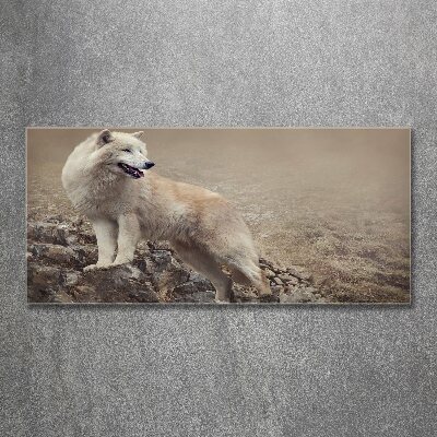 Plexiglas schilderij Witte wolf op een rots