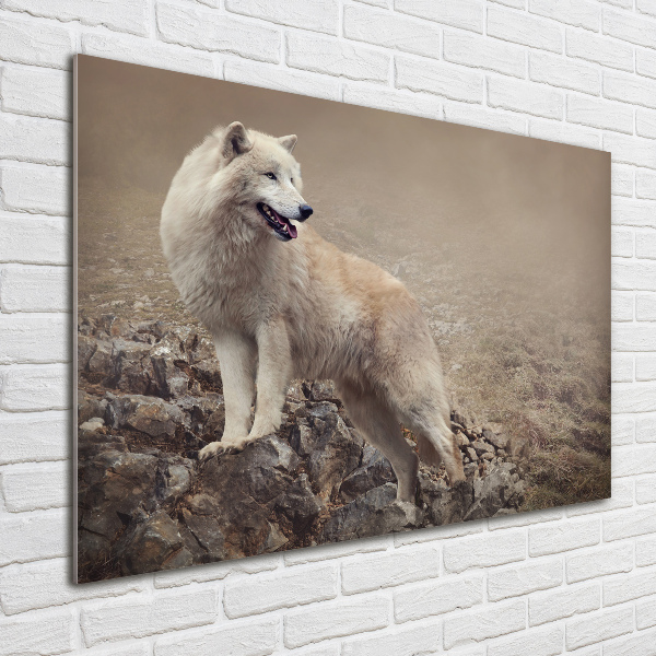 Plexiglas schilderij Witte wolf op een rots