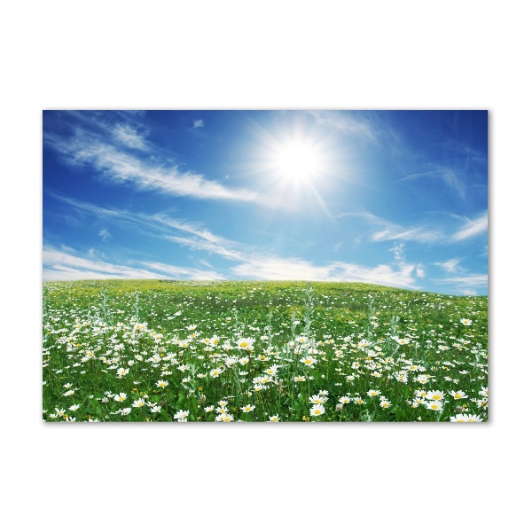 Foto obraz na ścianę szkło akrylowe Łąka