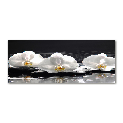 Obraz zdjęcie na ścianę akryl Orchidea