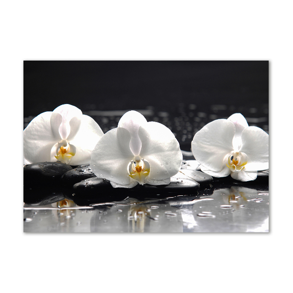 Obraz zdjęcie na ścianę akryl Orchidea