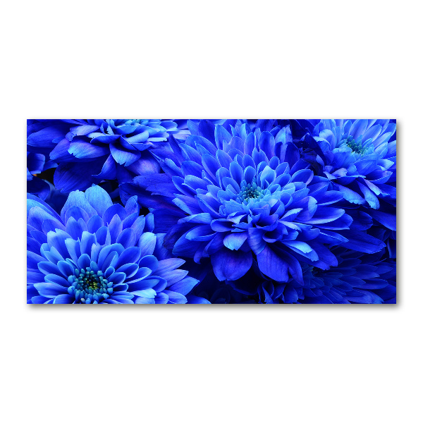 Foto in plexiglas Blauwe aster