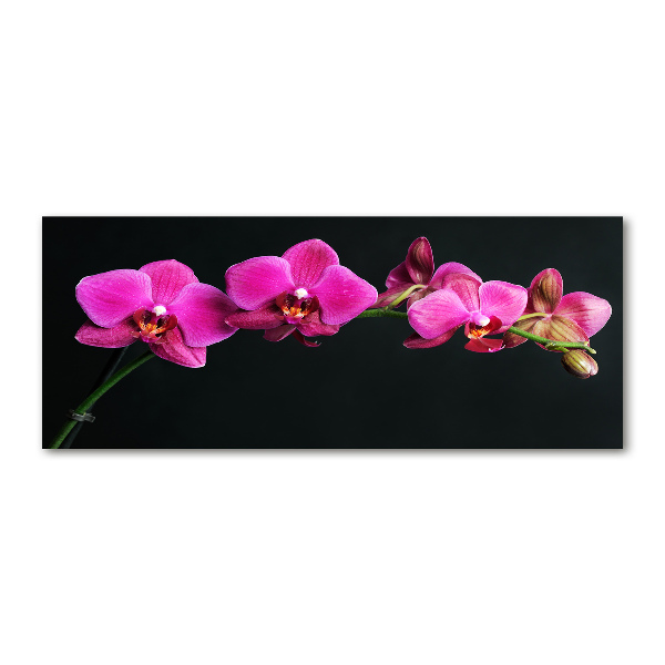 Foto op plexiglas Orchidee