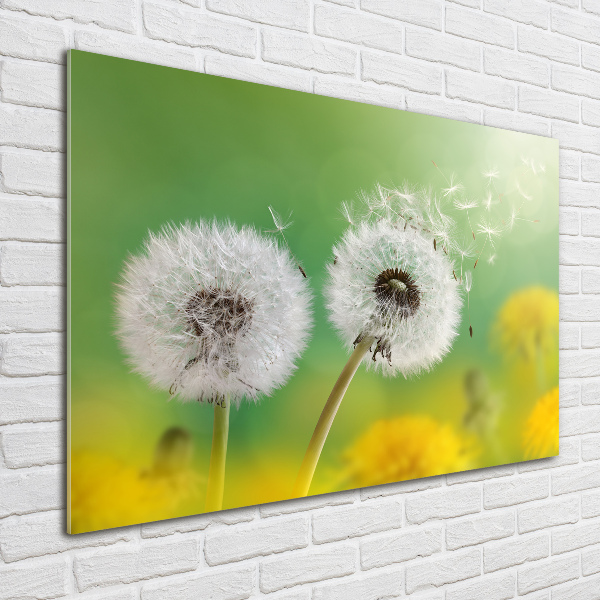 Foto plexiglas Paardenbloemen