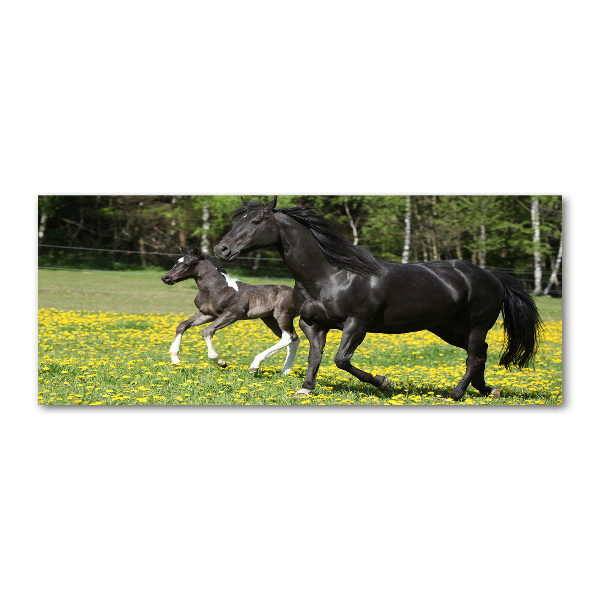 Foto plexiglas Merrie met veulen