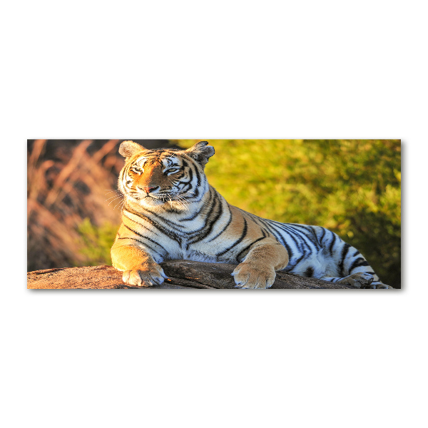 Plexiglas schilderij Portret van een tijger