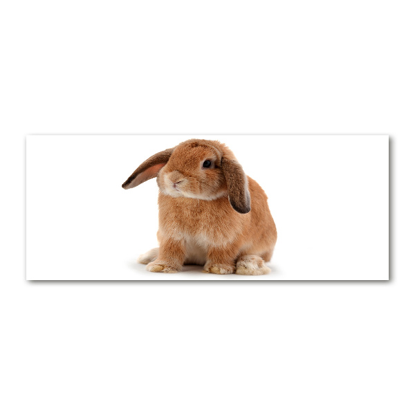 Foto plexiglas Rode konijn