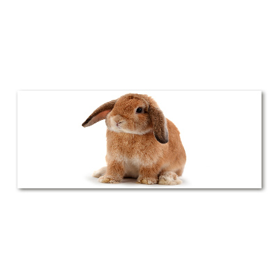 Foto plexiglas Rode konijn