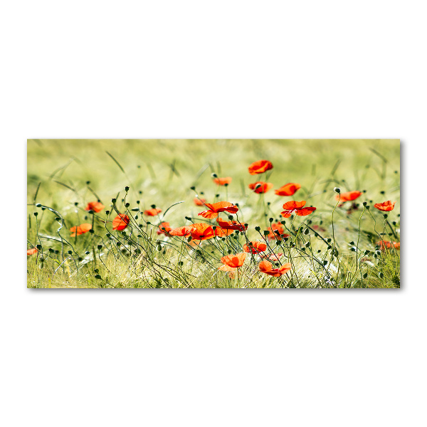 Foto plexiglas Klaprozen