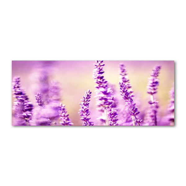 Foto in plexiglas Lavendel