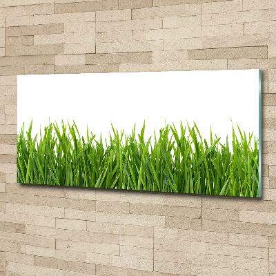 Obraz zdjęcie nowoczesny akrylowy Trawa