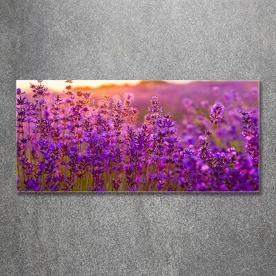 Obraz zdjęcie szkło akryl Pole lawendy