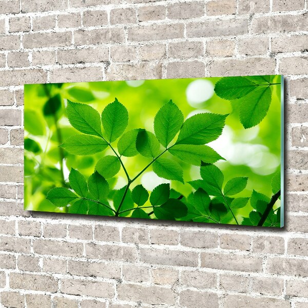 Foto op plexiglas Groene bladeren
