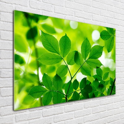 Foto op plexiglas Groene bladeren