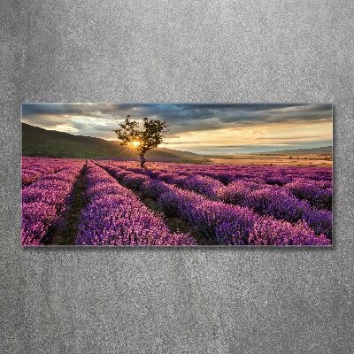 Schilderij op acrylglas Lavendelveld