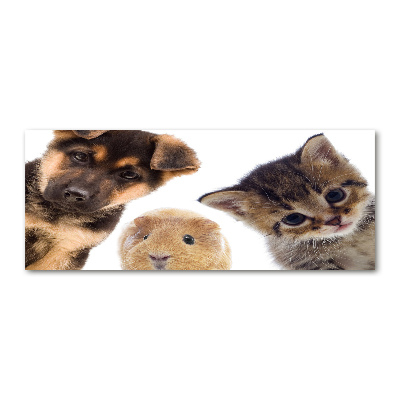 Plexiglas foto Huisdieren