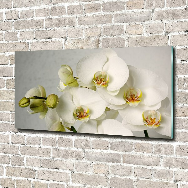 Schilderij op acrylglas Witte orchidee