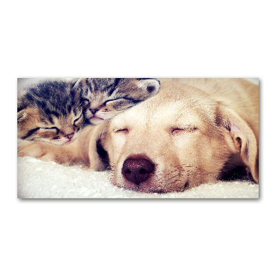 Foto in plexiglas Puppy's en katten